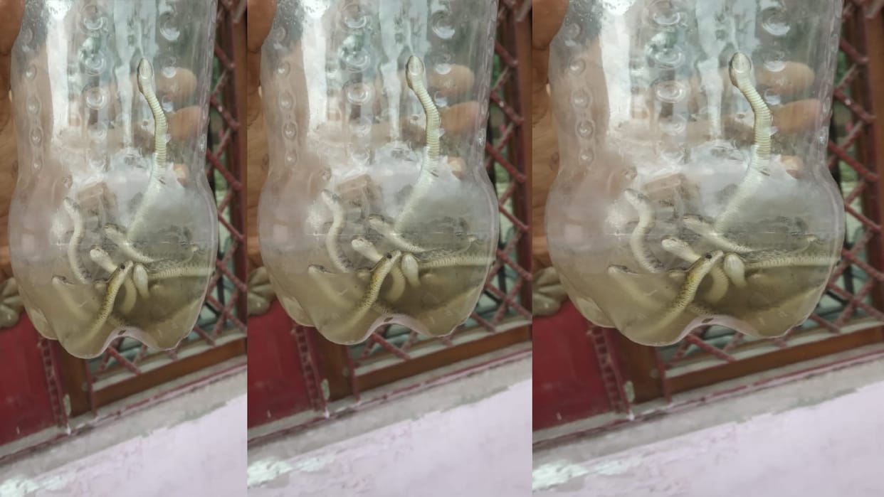 UP News: 60 snakes have recovered of house in a colony in Muzaffarnagar
