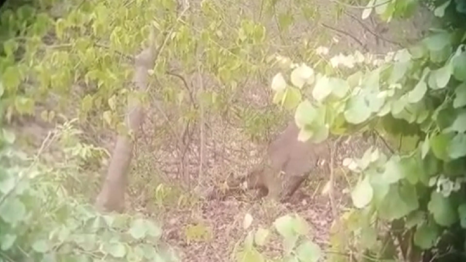Panna Tiger Reserve: Tiger was seen drinking water in the pond, leopard caught on camera hunting Nilgai, see photos