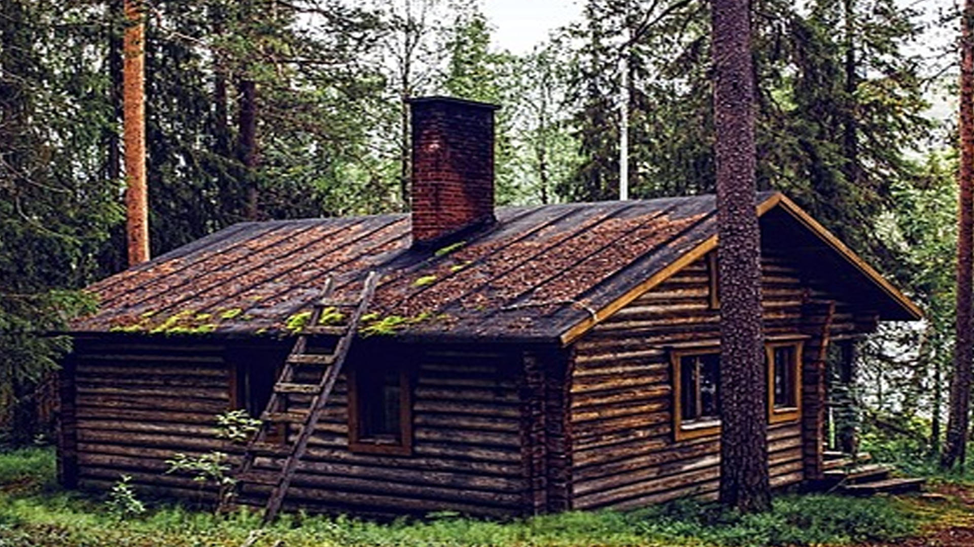 optical illusion can you find a bear in this picture social media users failed