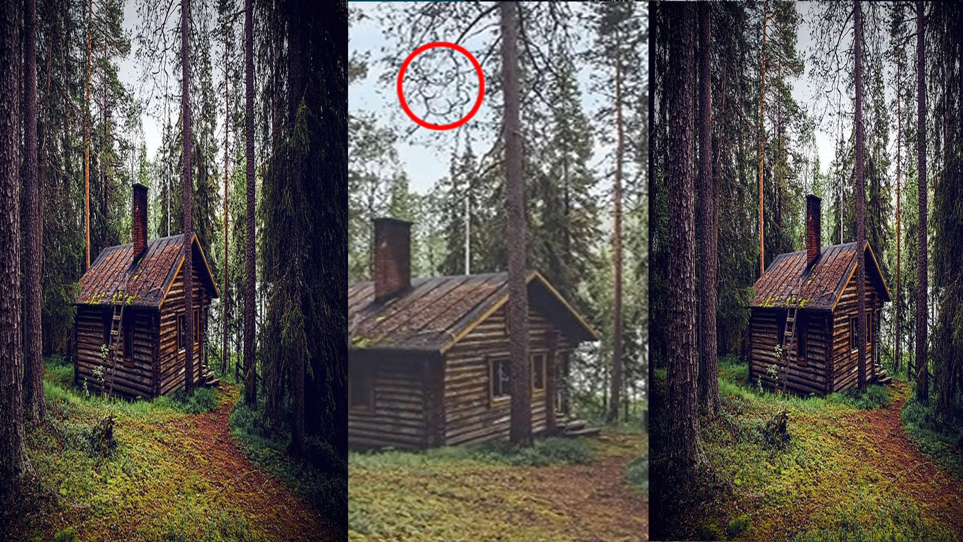 optical illusion can you find a bear in this picture social media users failed