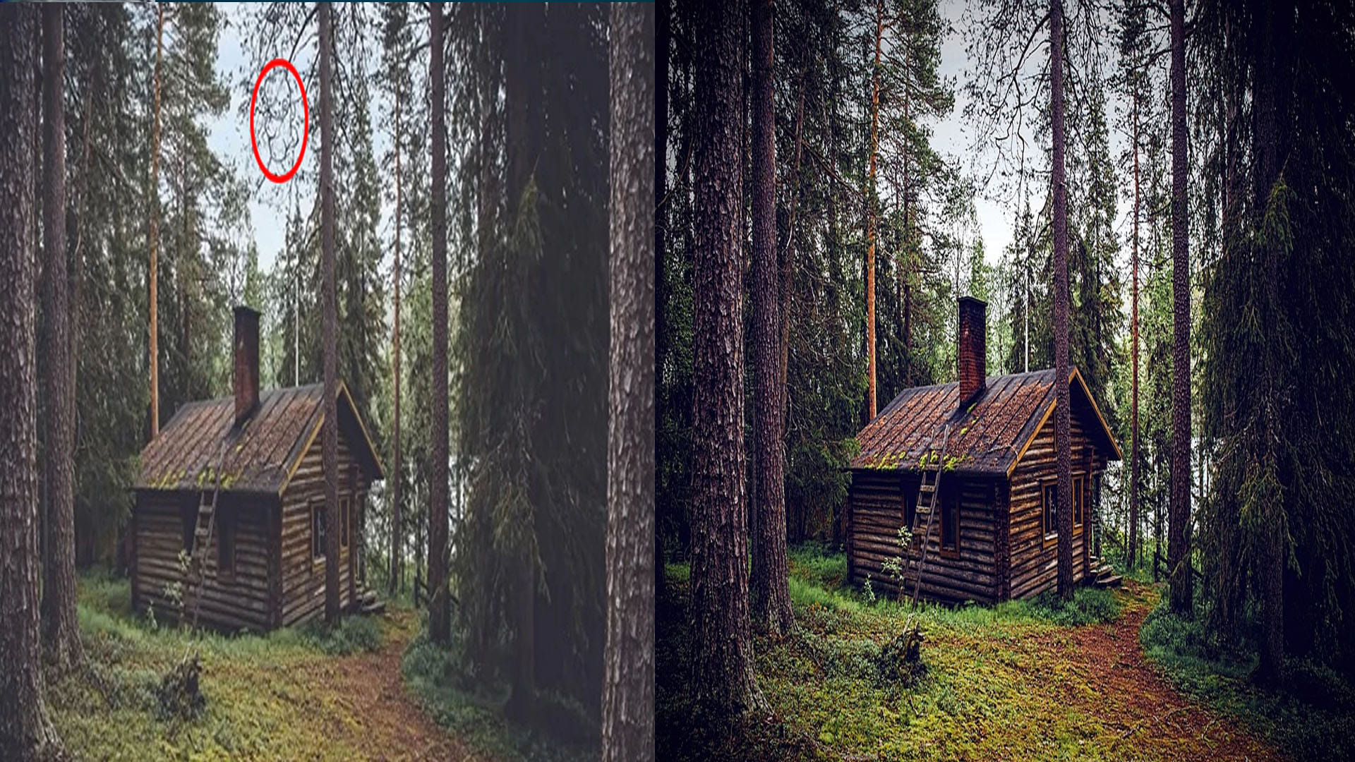 optical illusion can you find a bear in this picture social media users failed