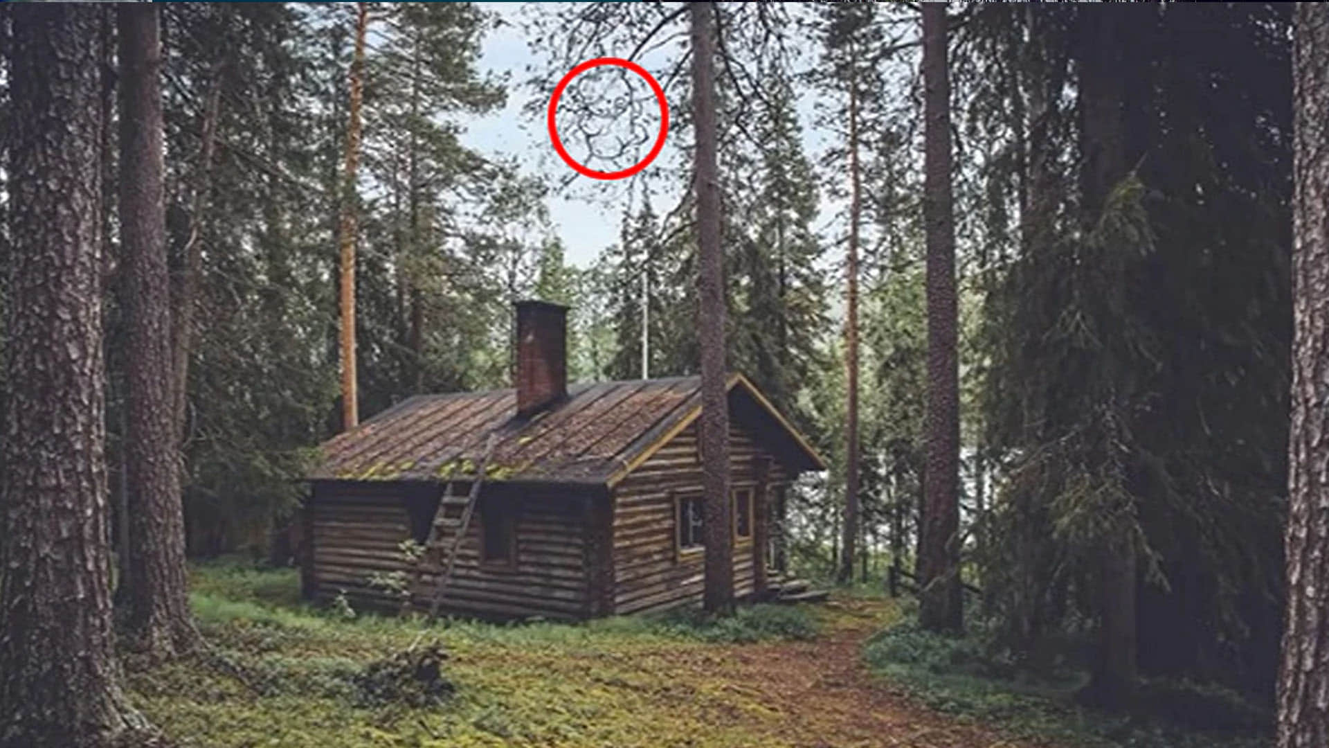 Optical Illusions: There Are 2 Tigers in This Optical Illusion Can You Find the Second One