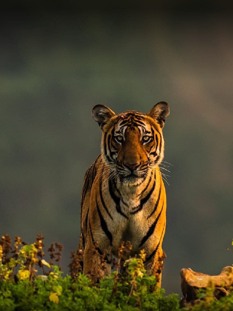 Panna Tiger Reserve