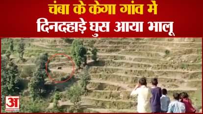 watch Video Bear Entry In Village in chamba himachal pradesh
