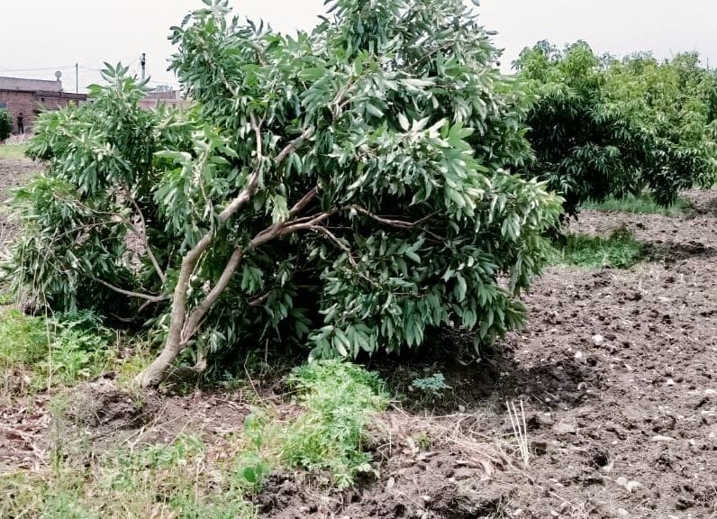 Thunderstorm injured: three deaths, power line collapsed