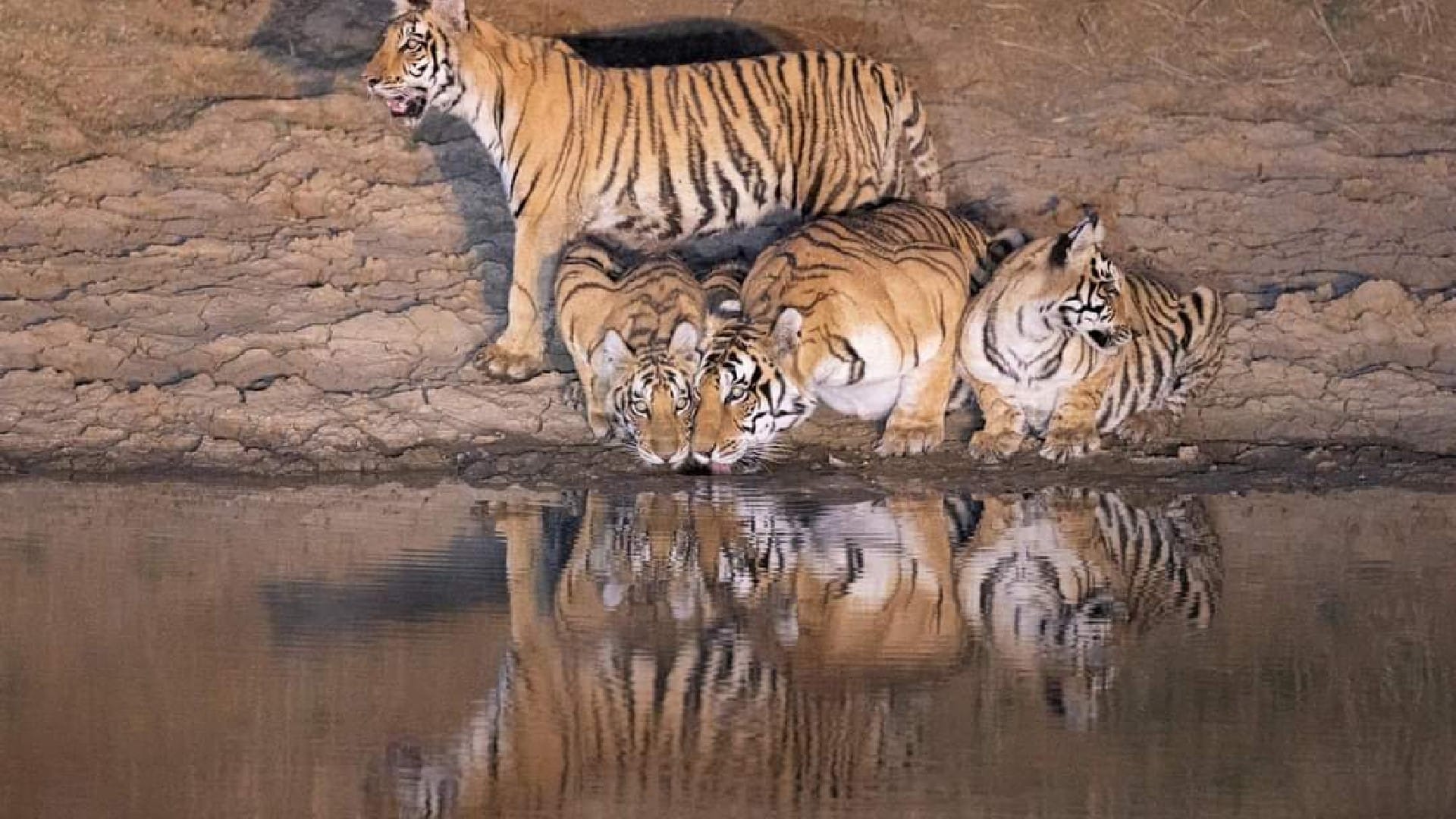 Panna Tiger Reserve: Tiger was seen drinking water in the pond, leopard caught on camera hunting Nilgai, see photos