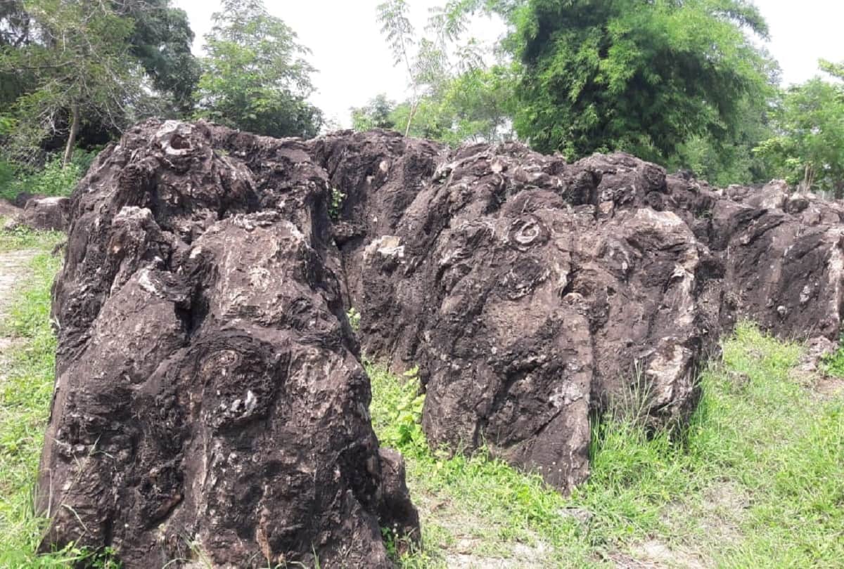 UP Governor Anandiben Patel visit salkhan fossils park sonbhadra today know about it see photos