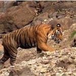 टाइगर रिजर्व