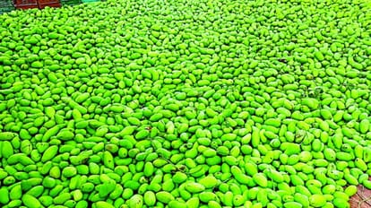 Hathras News: आम के पेड़ पर लदा बौर, सस्ता बिकने की उम्मीद आम