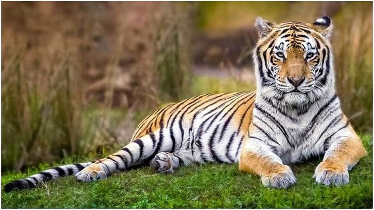 राजस्थान में चार टाइगर रिजर्व:रामगढ़ विषधारी अभयारण्य को भी मिला दर्जा,  यहां बाघ, तेंदुआ जैसे कई जानवर - Ramgarh Vishdhari Sanctuary Got Status Of  Tiger Reserve Four ...