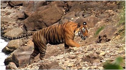 Madhya Pradesh lost most tigers in 10 years, but yet to get Special Tiger Protection Force