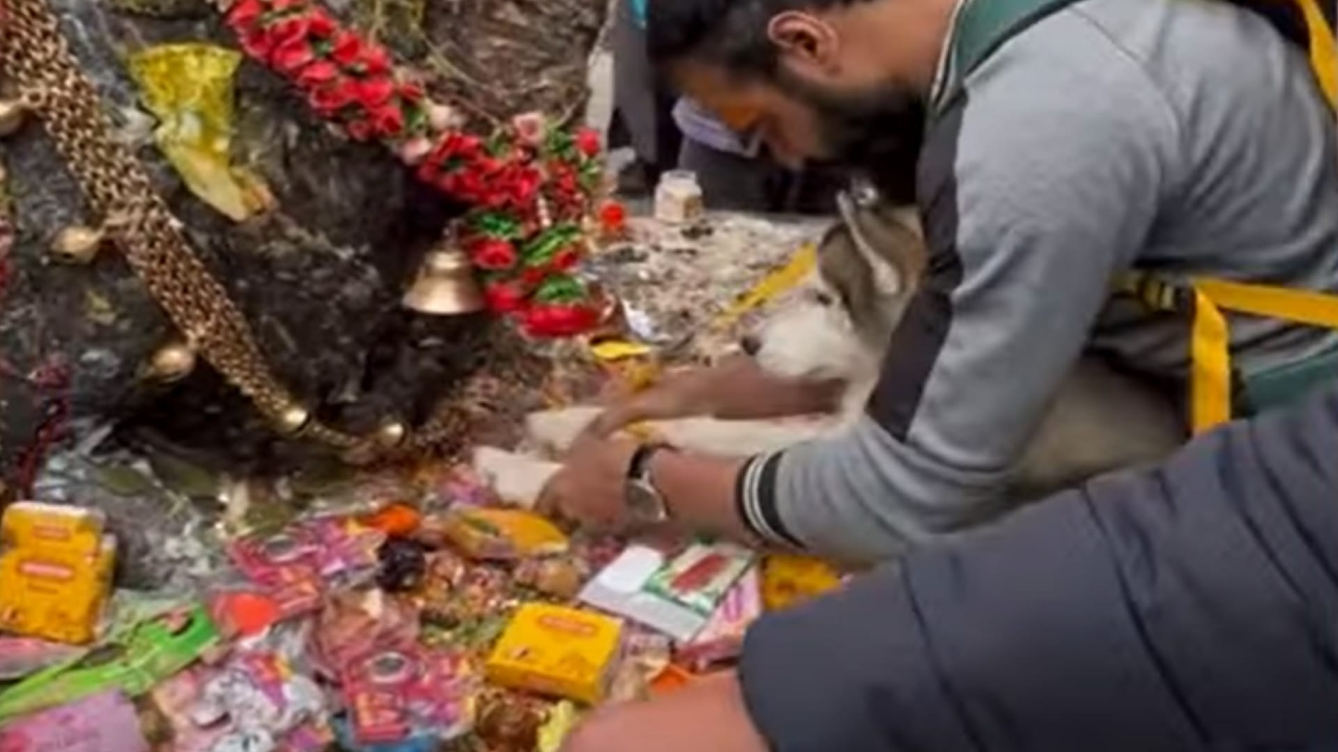 Badrinath kedarnath temple committee gives complaint of pilgrim who brought dog in kedarnath touch nandi from feet
