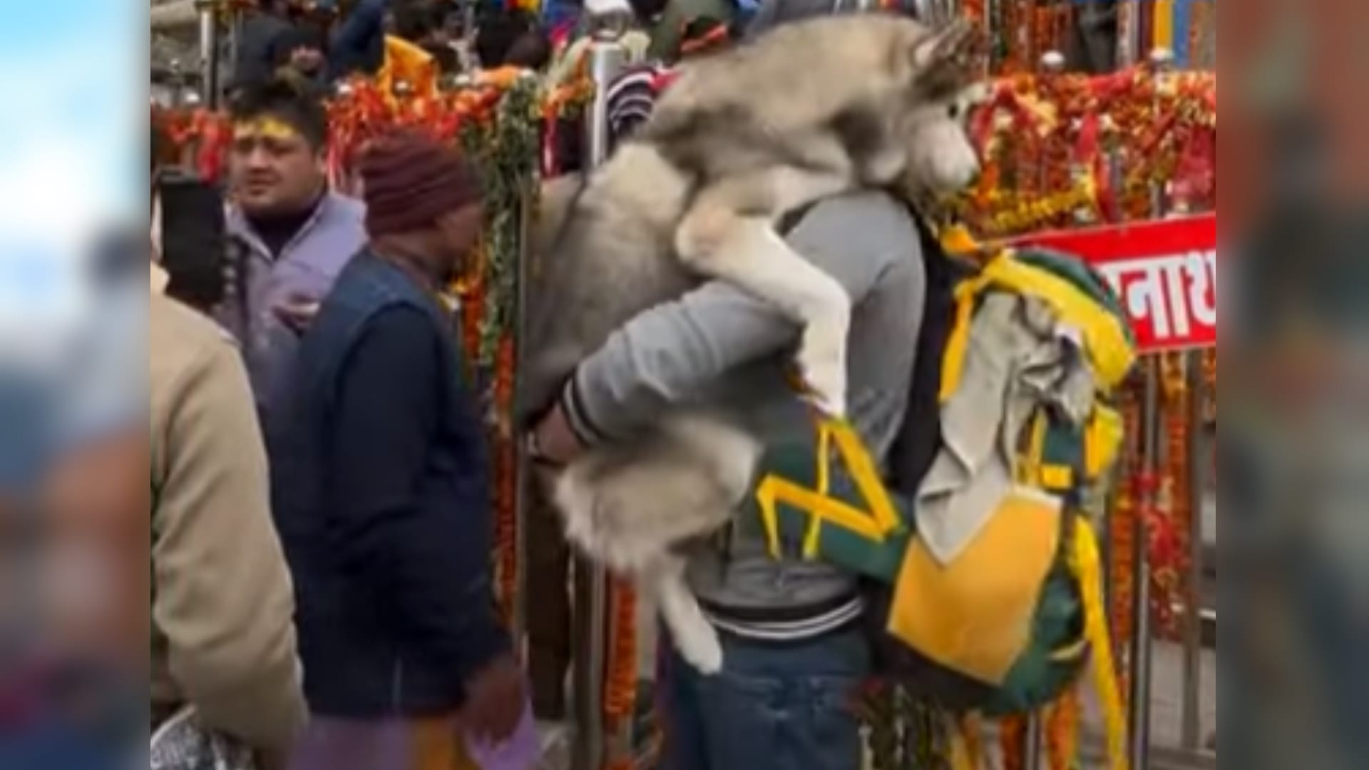 Badrinath kedarnath temple committee gives complaint of pilgrim who brought dog in kedarnath touch nandi from feet