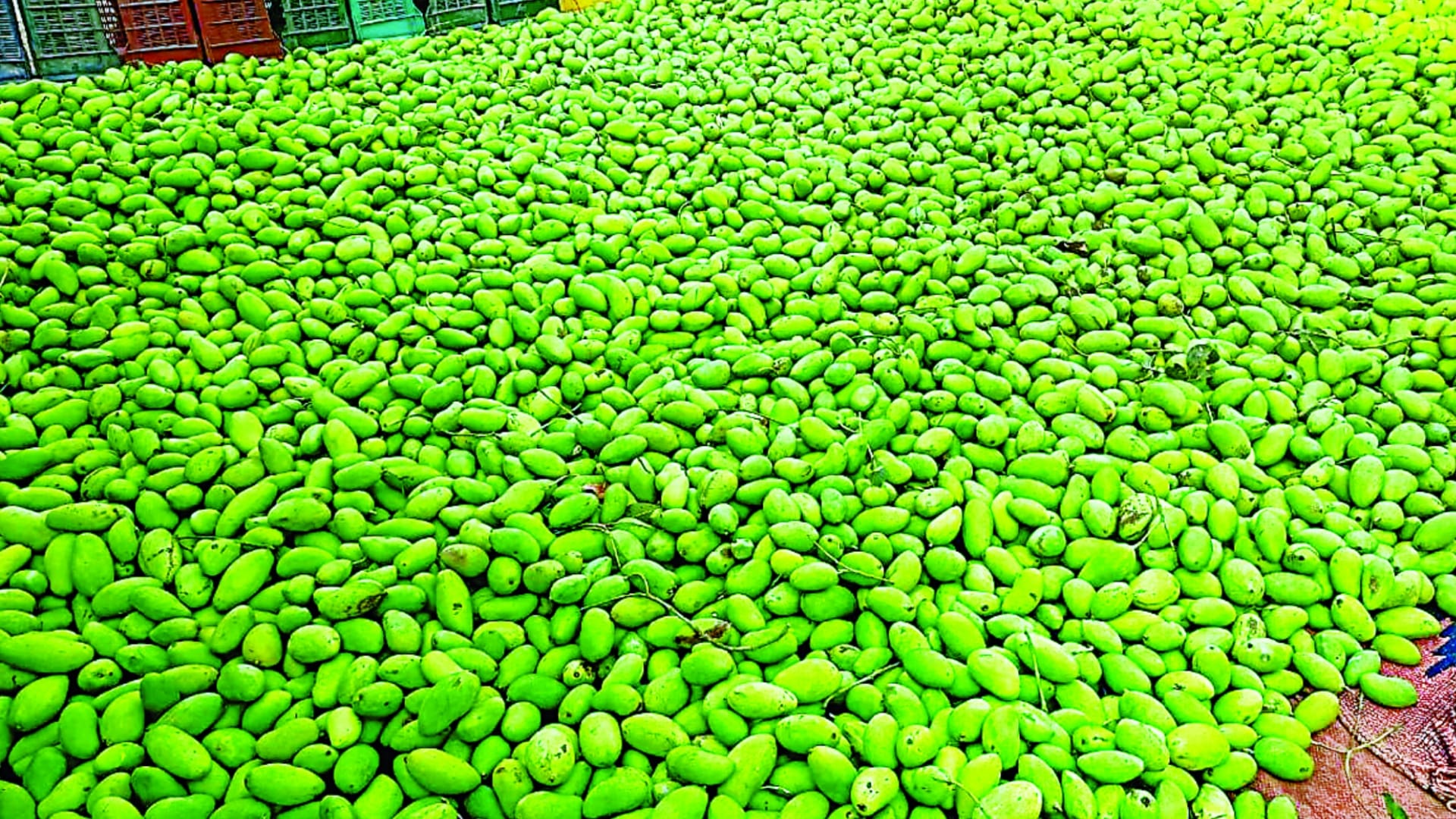 Big loss for mango seller because of weather in Sitapur.