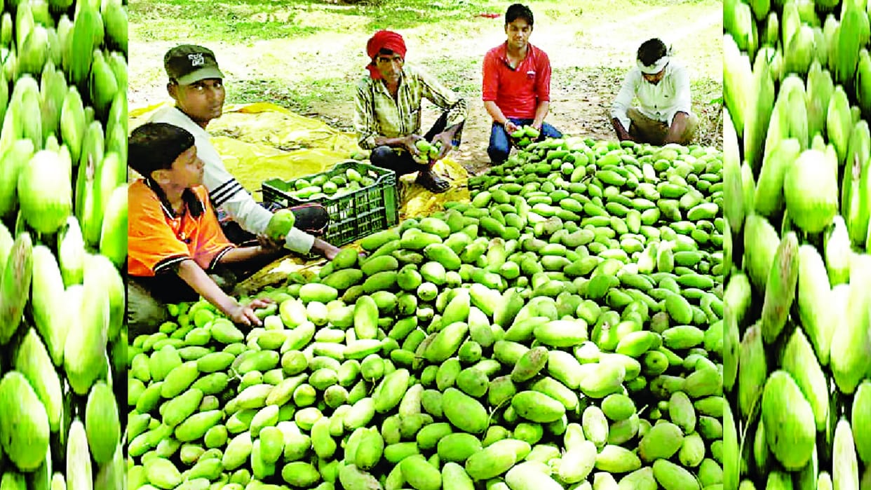 Big loss for mango seller because of weather in Sitapur.