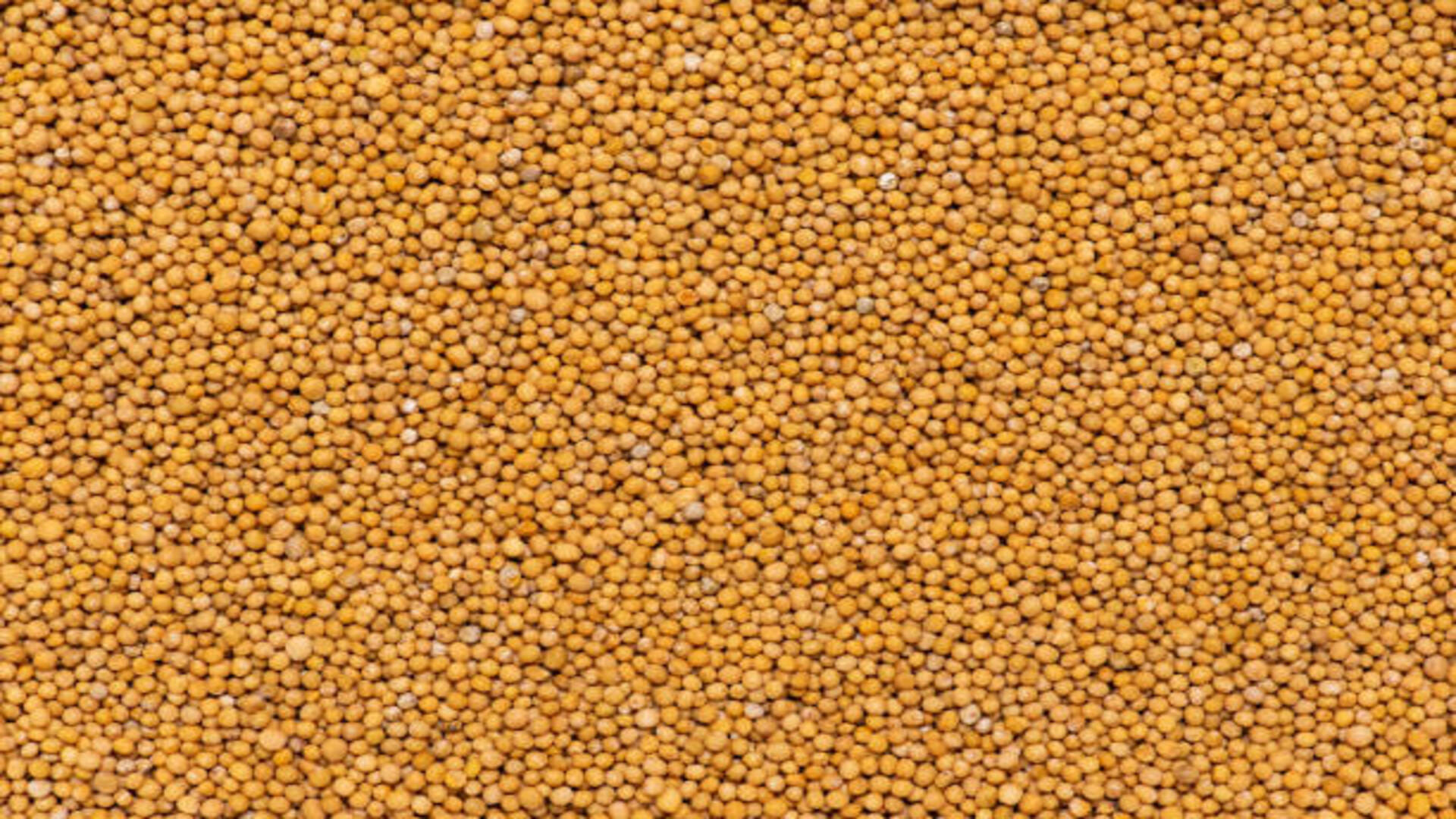 Peeli Sarso Ke Upay do these yellow mustard seed Measure to get happiness in life