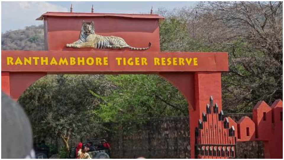 Ramgarh Vishdhari Sanctuary got status of Tiger Reserve four tiger reserves in Rajasthan
