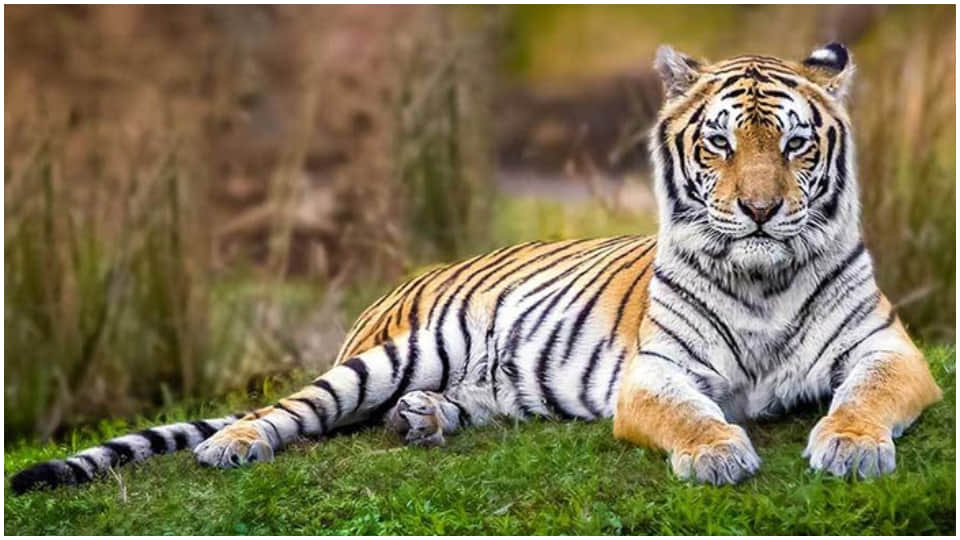 Ramgarh Vishdhari Sanctuary got status of Tiger Reserve four tiger reserves in Rajasthan
