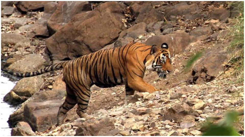 MP News: Panic from tiger in Manit, third cage will be kept today to rescue, there is no tigress in Danish Hil