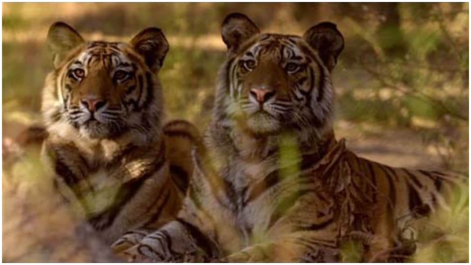 Ramgarh Vishdhari Sanctuary got status of Tiger Reserve four tiger reserves in Rajasthan