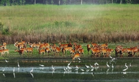 Efforts are being made to conserve endangered species in DTR