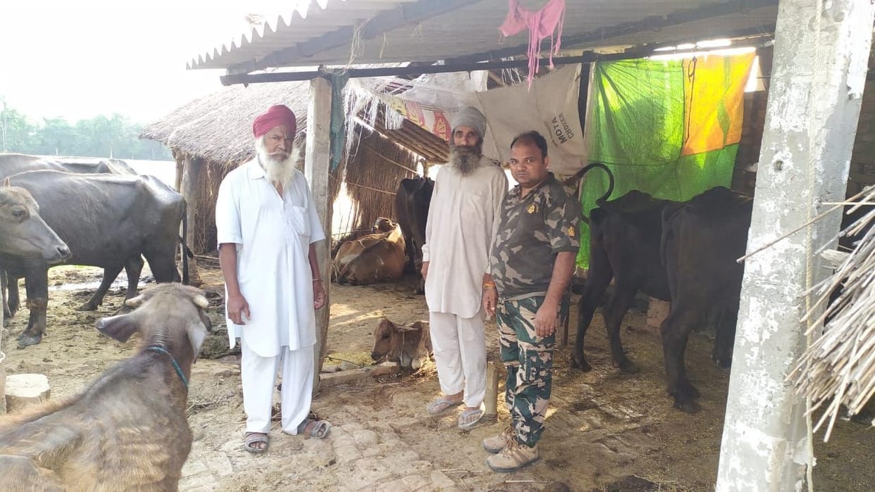 Leopard injures calf, kills goat