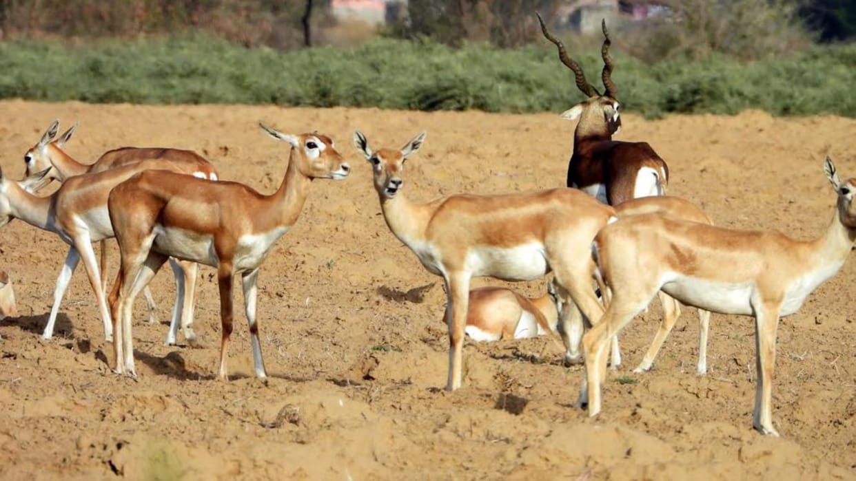 Poaching of 69 wildlife in six years in six districts of Haryana