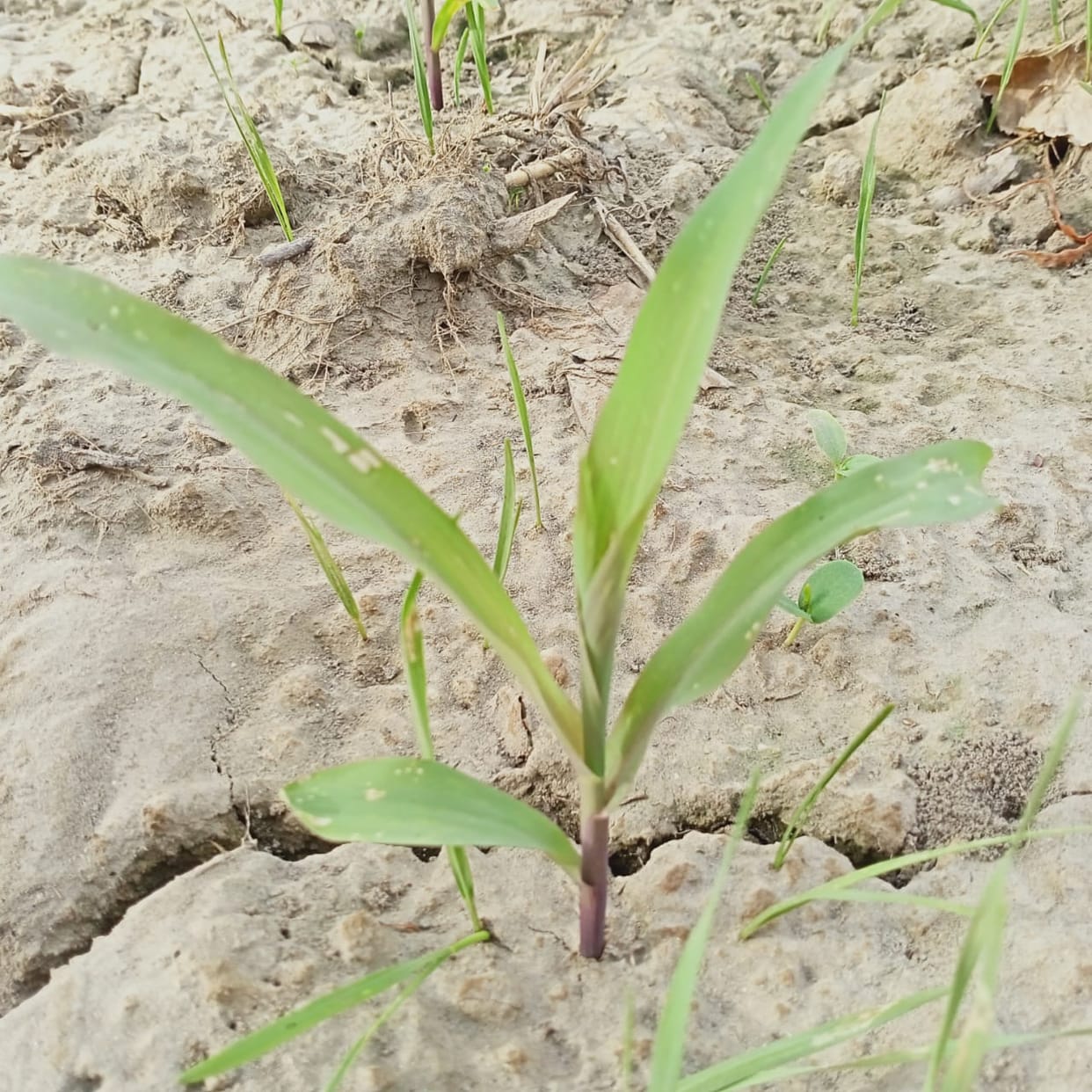 worm attack on early maize crop