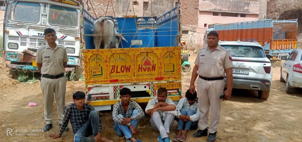 Police freed cows from the clutches of smugglers, four arrested