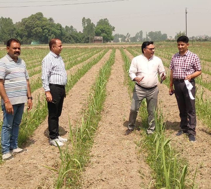 Kansua pest in sugarcane crop