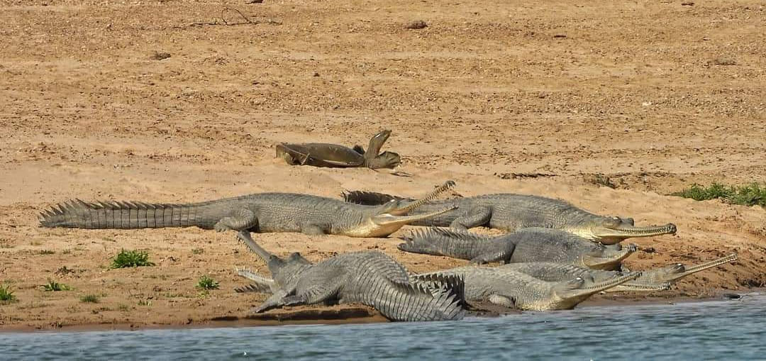 leopards crocodiles dolphins and deer numbers increased in chambal sanctuary agra