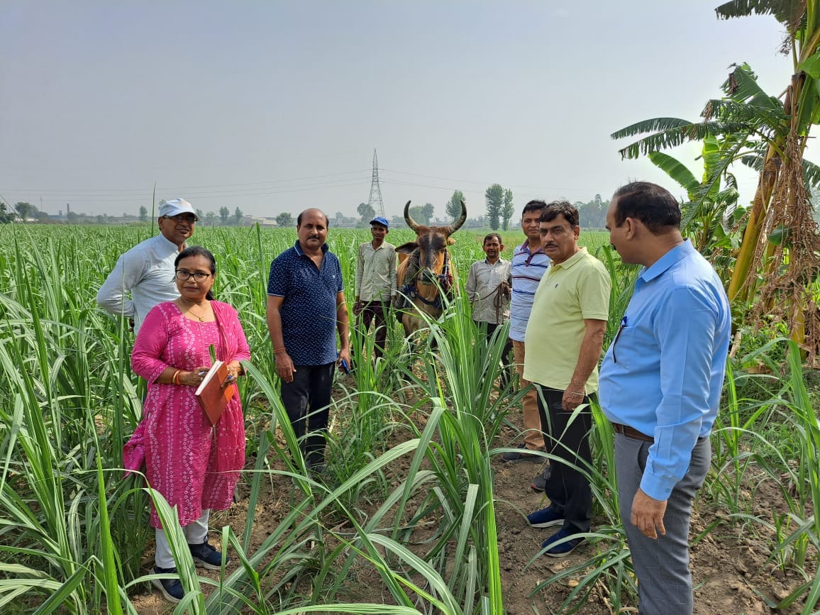 Scientists surveyed sugarcane fields