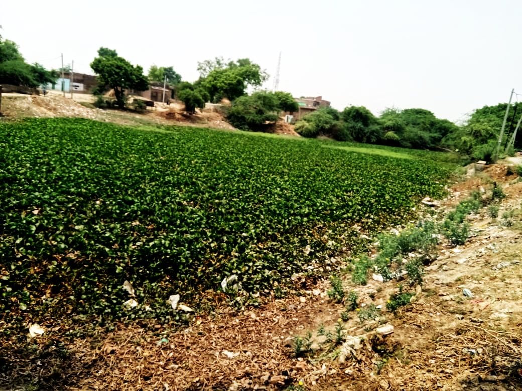 Pucca pond shrinking due to illegal occupation