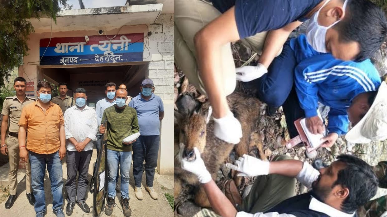 Himalayan Ghoral Hunting five arrested with two himalayan ghoral rifle and cartridges in uttarakhand