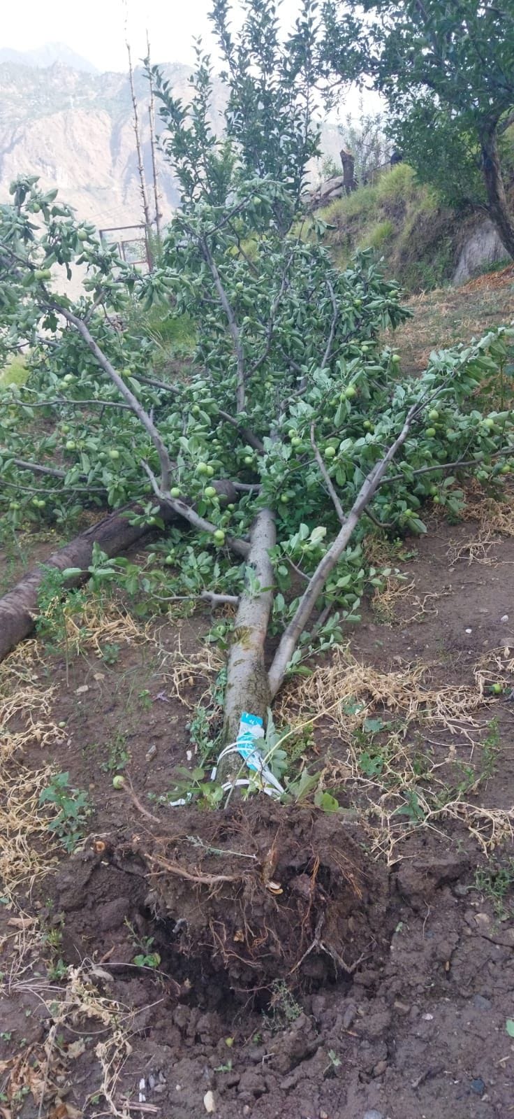 wind distroy trees