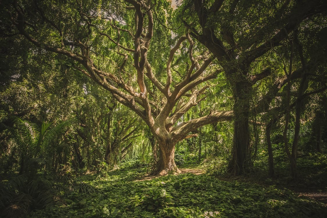 Urban forest will be developed according to Japanese technology which will reduce air pollution
