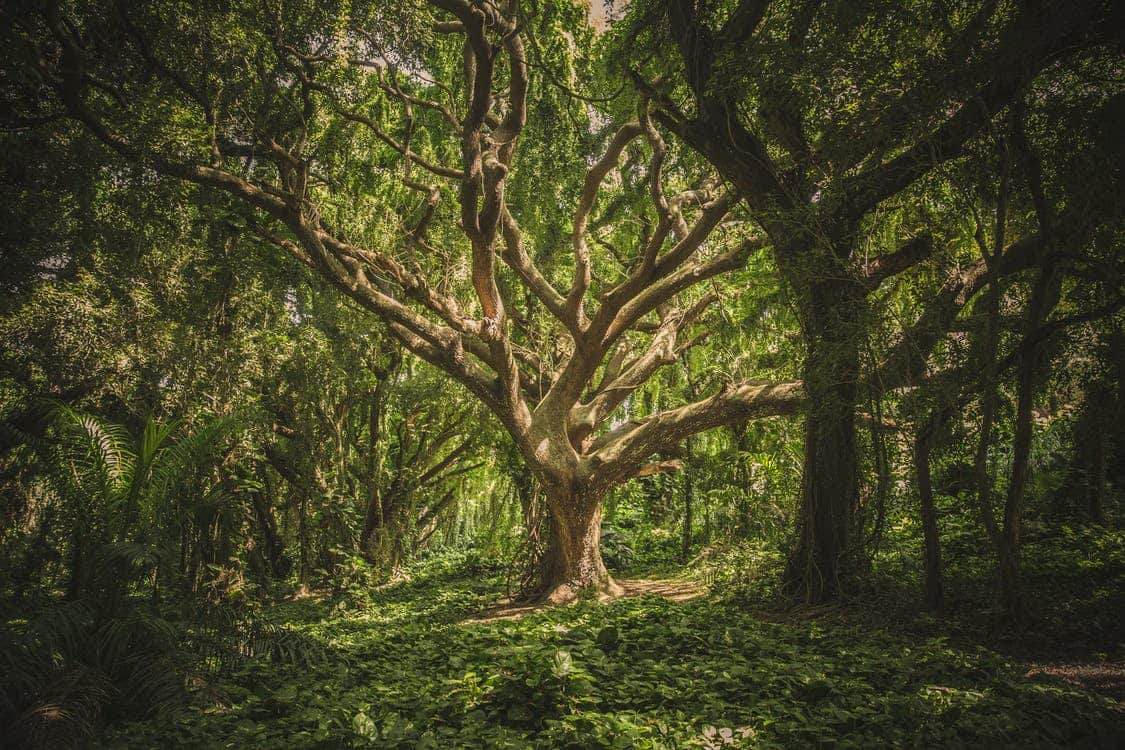 World Environment Day 2022: Take These 5 Resolutions to Make Heaven to the Earth