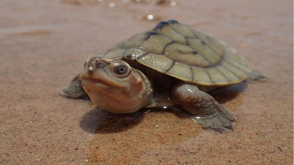 World Turtle Day Number of batagur turtles increased in Chambal river
