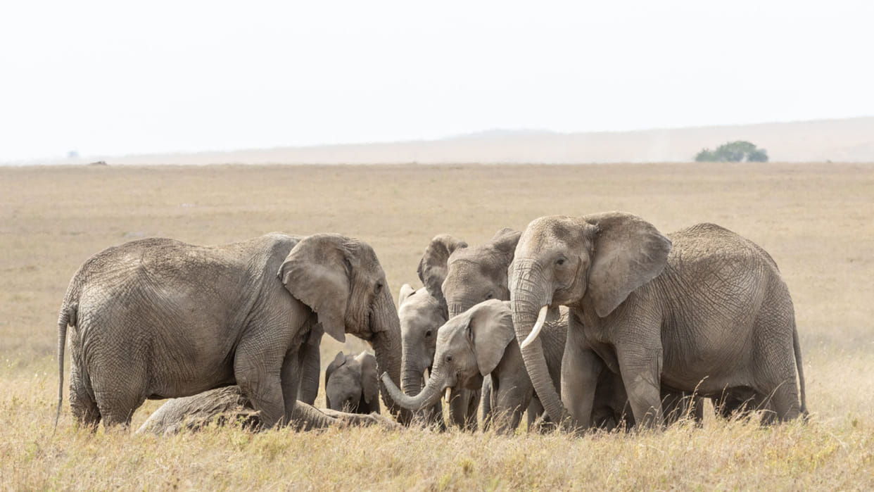 Elephants in mourning Death of Elephant Like Human seen kicking and dragging dead herd members Says Researchers