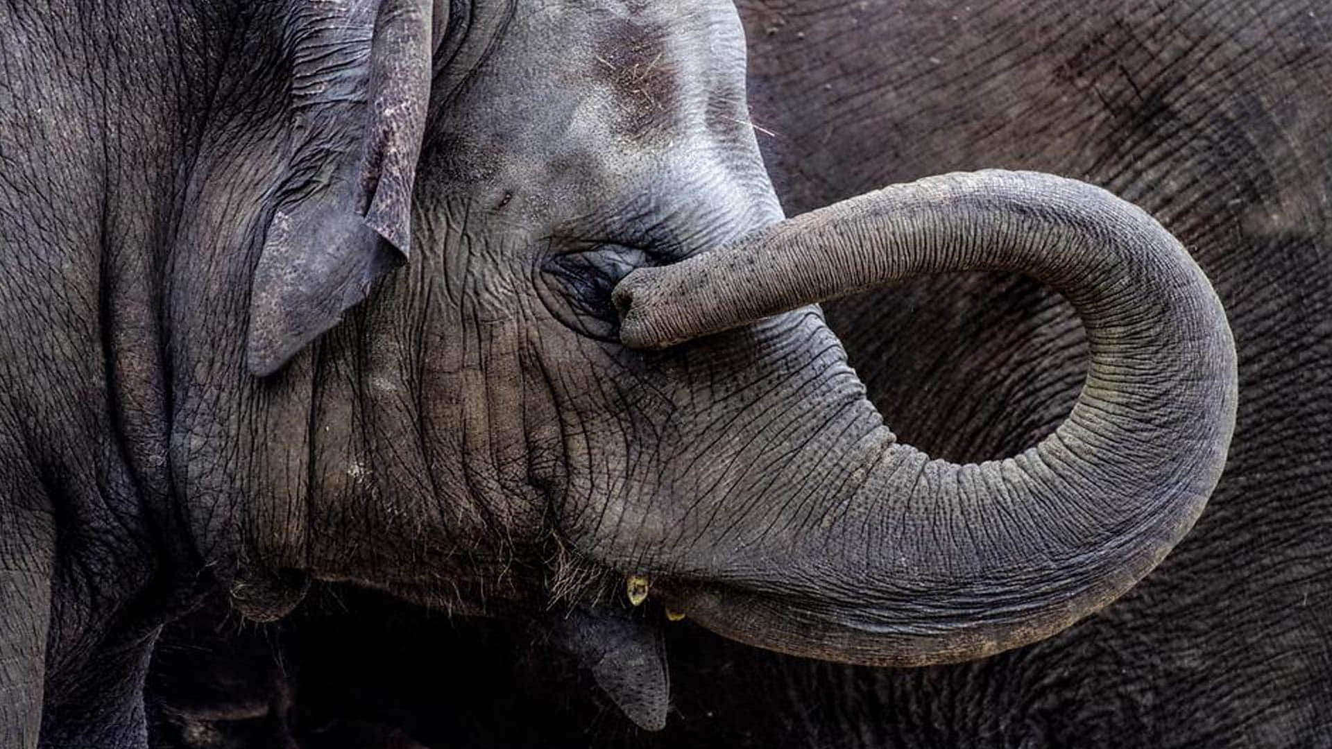 Elephants in mourning Death of Elephant Like Human seen kicking and dragging dead herd members Says Researchers