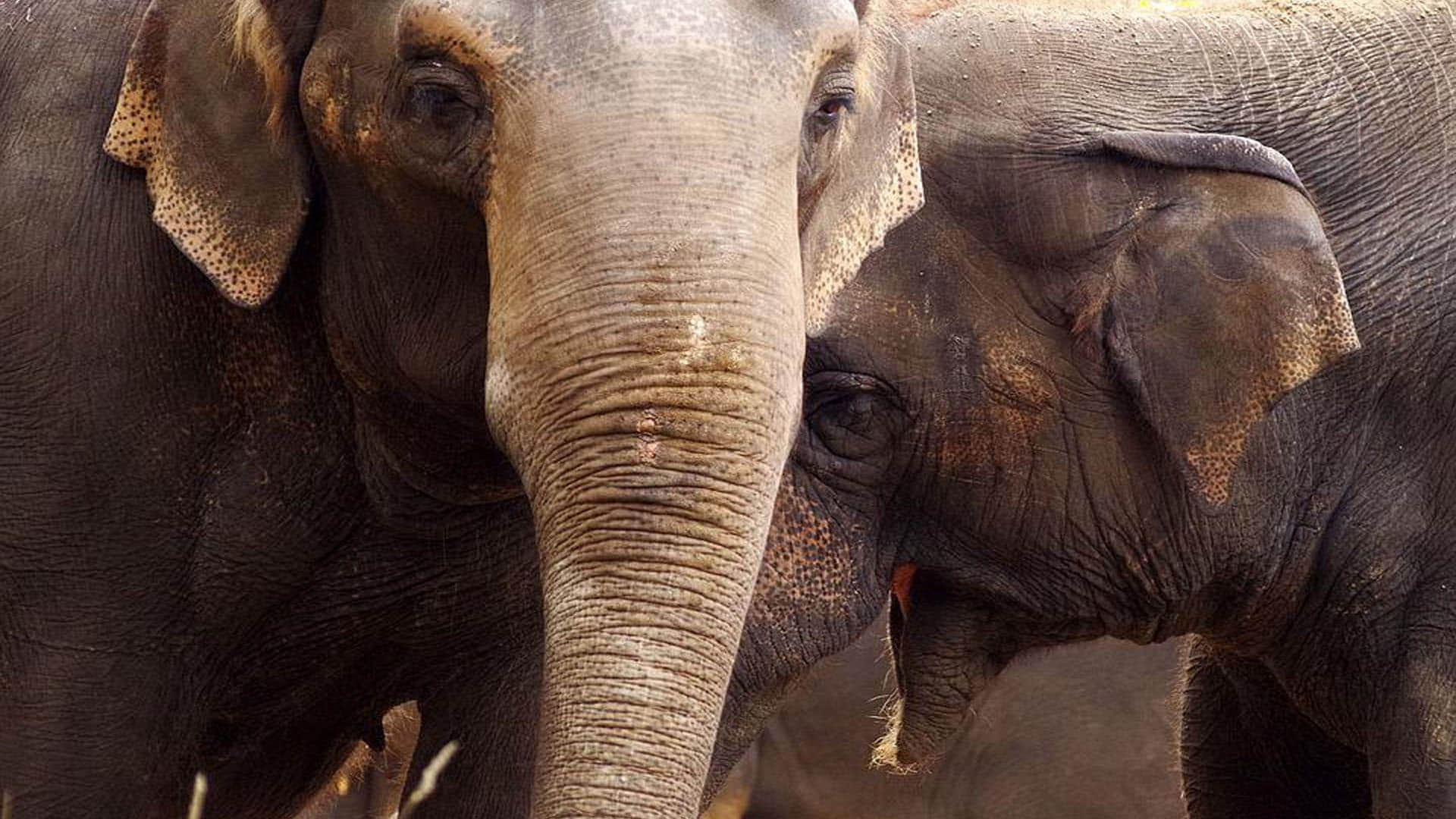 Elephants in mourning Death of Elephant Like Human seen kicking and dragging dead herd members Says Researchers