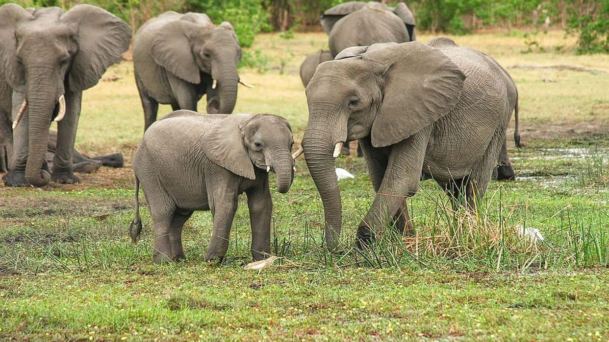 Elephants crushed a woman and a man to death in Prempurnagar district