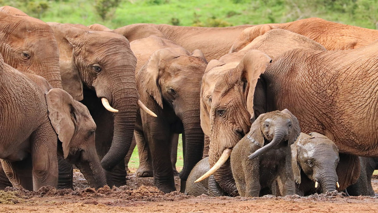 39 elephants group reached village and destroying crops in korba