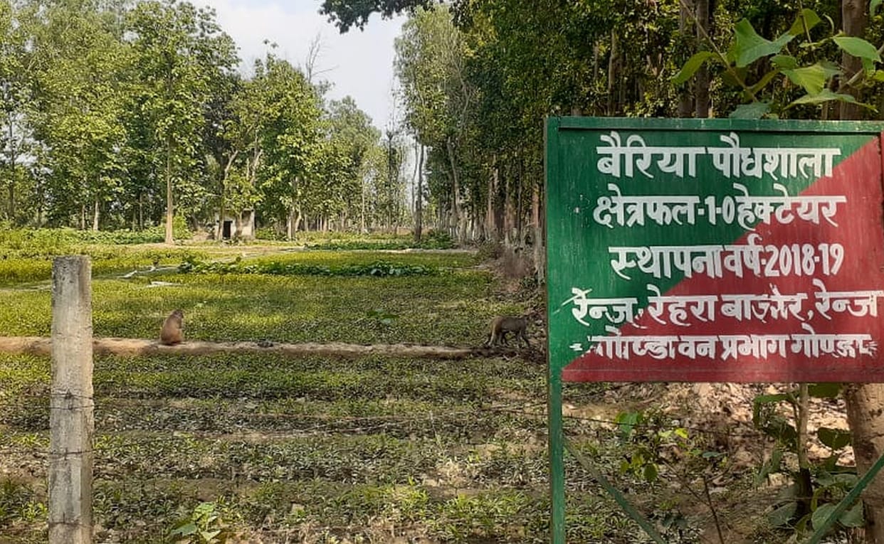 balrampur,plantetion
