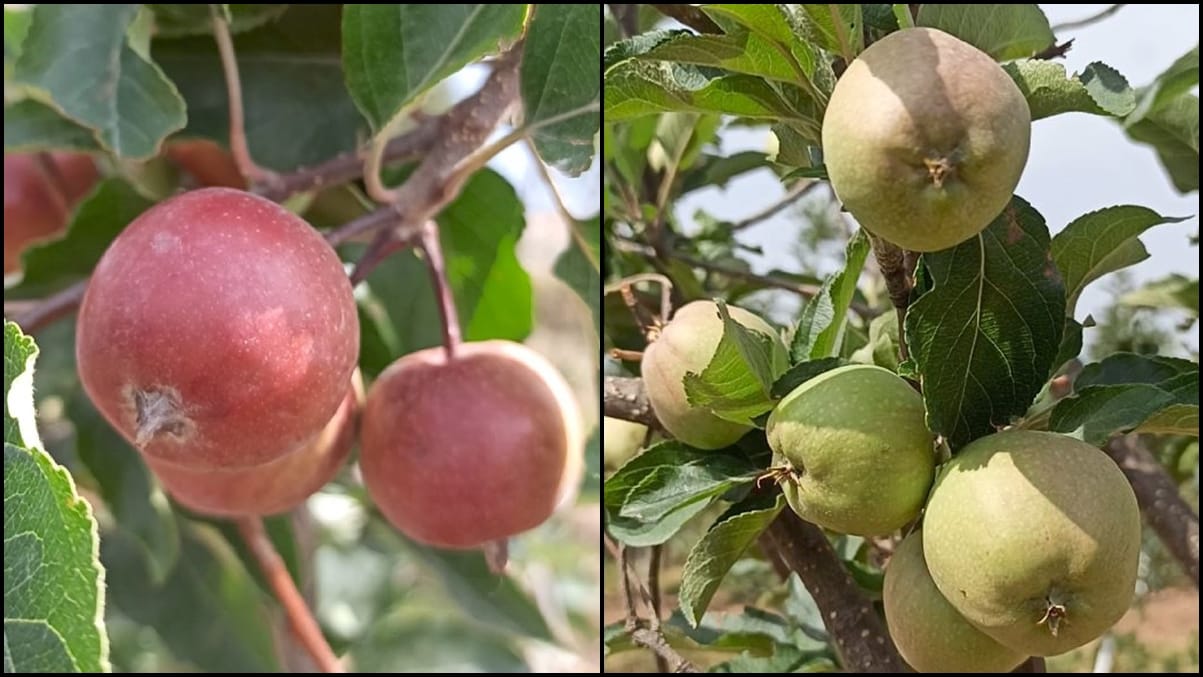 Jammu Apple Orchard udhampur Premnath Started Orcharding at age 72 apple laden plants in a year