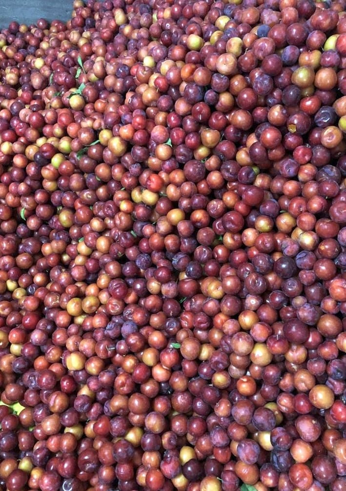 Redbute plum of early variety reached the mandis