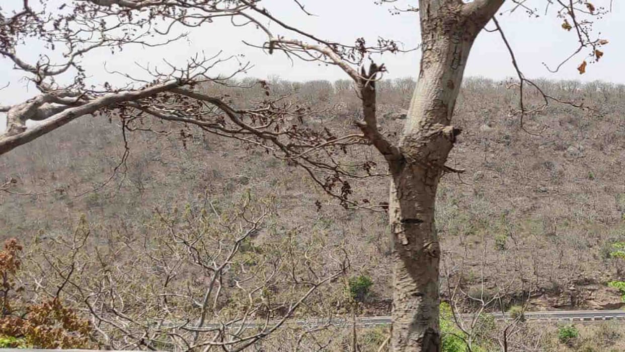 Three and a half lakh trees scorched due to increasing heat