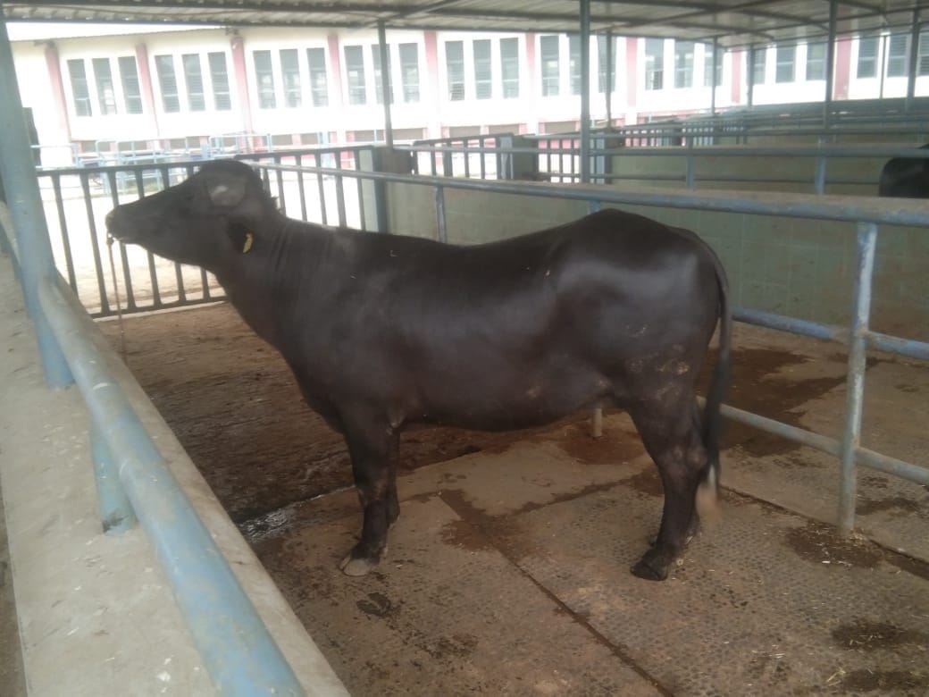 Second phase of cloning: One lakh doses of semen will be prepared in a jiffy