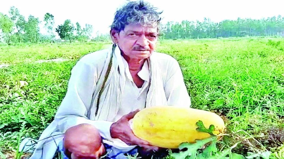 Kasganj farmer grew yellow watermelon in the farm