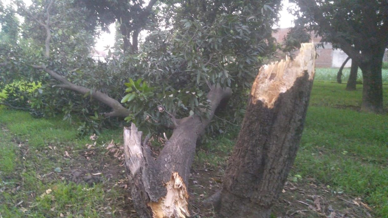 Supply interrupted due to storm, damage to mango crop